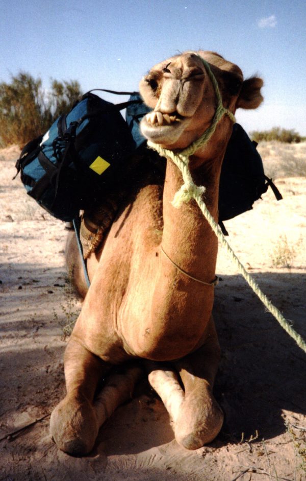 World Tour panpack on camel back